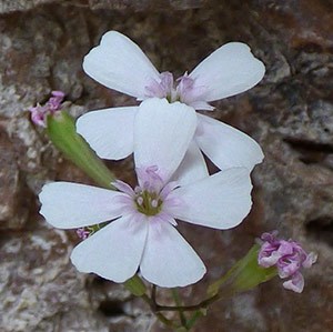 Petrocoptis - Petrocoptis (pyrenaicus) glaucifolia © John Muddeman